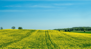 A SEEDZ é onde o agro se encontra, se conecta e cresce